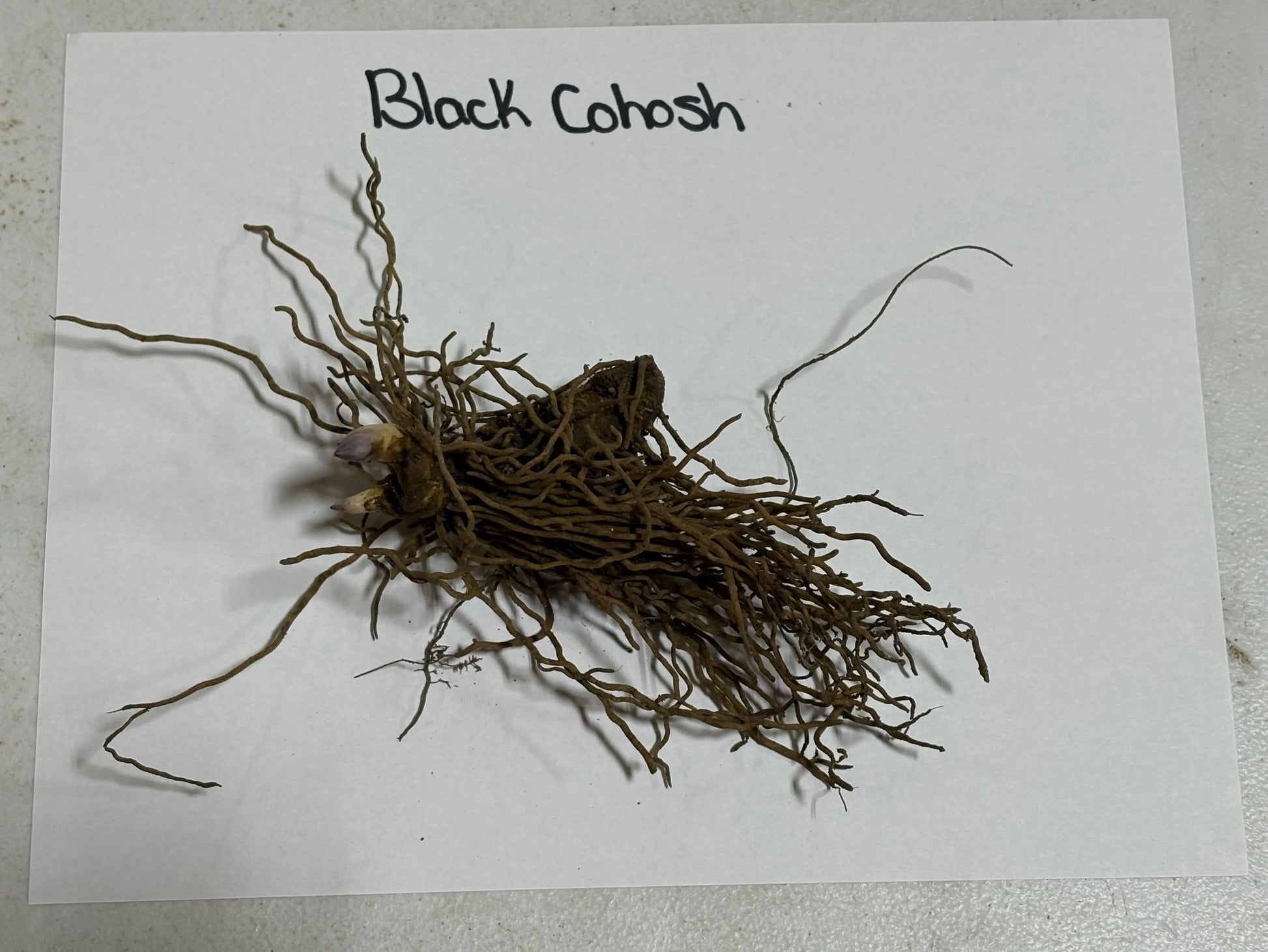 Dried black cohosh root with tangled brown fibrous roots and bulbous center