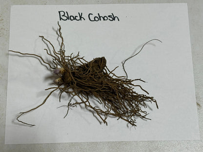 Dried black cohosh root with tangled brown fibrous roots and bulbous center