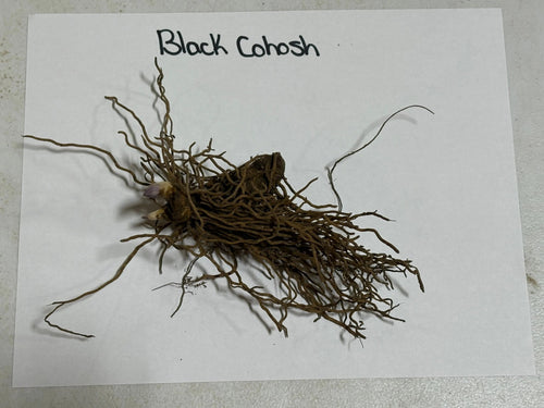 Dried black cohosh root with tangled brown fibrous roots and bulbous center