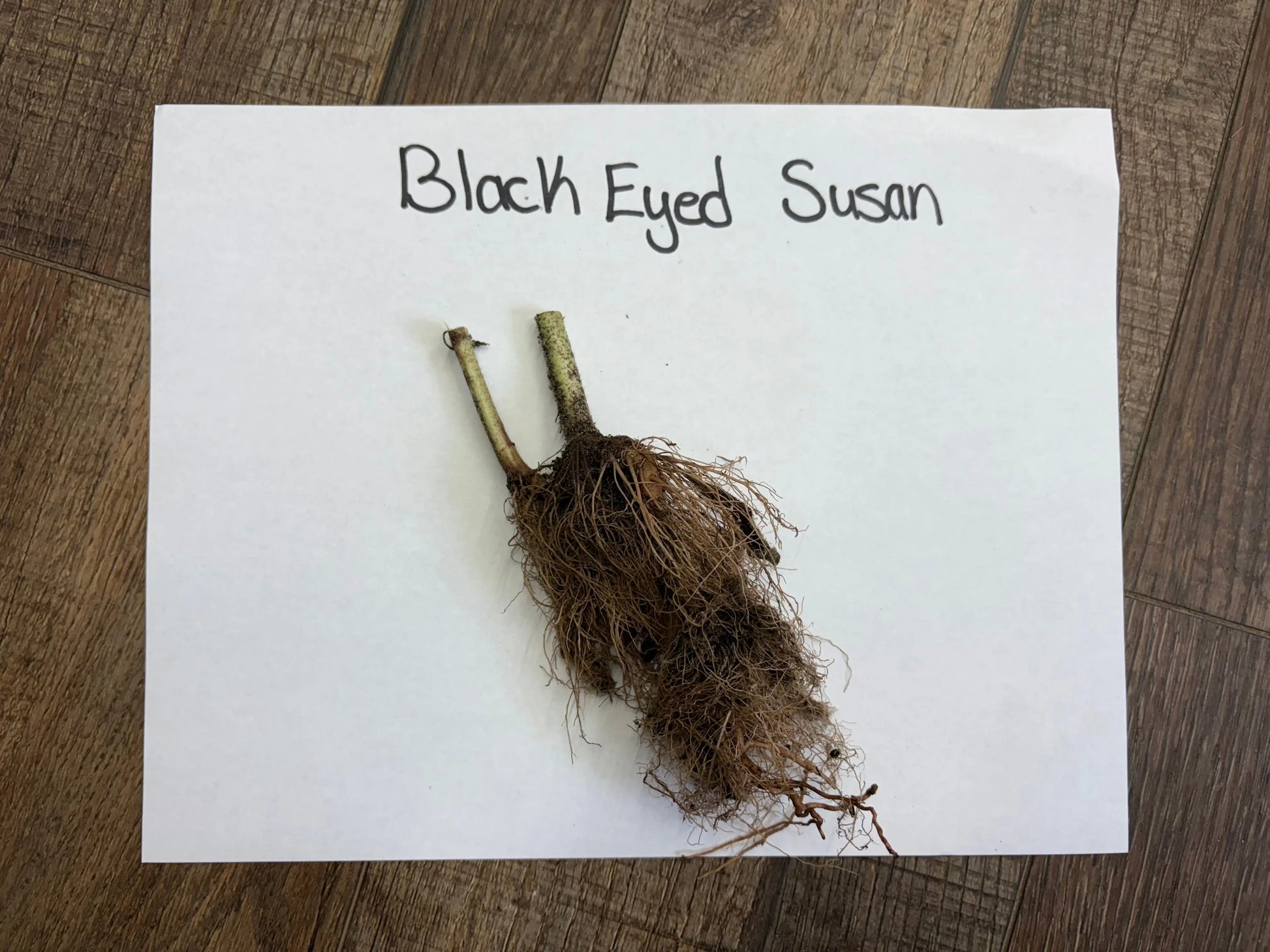 Dried Black Eyed Susan plant with brown roots and green stems on white paper
