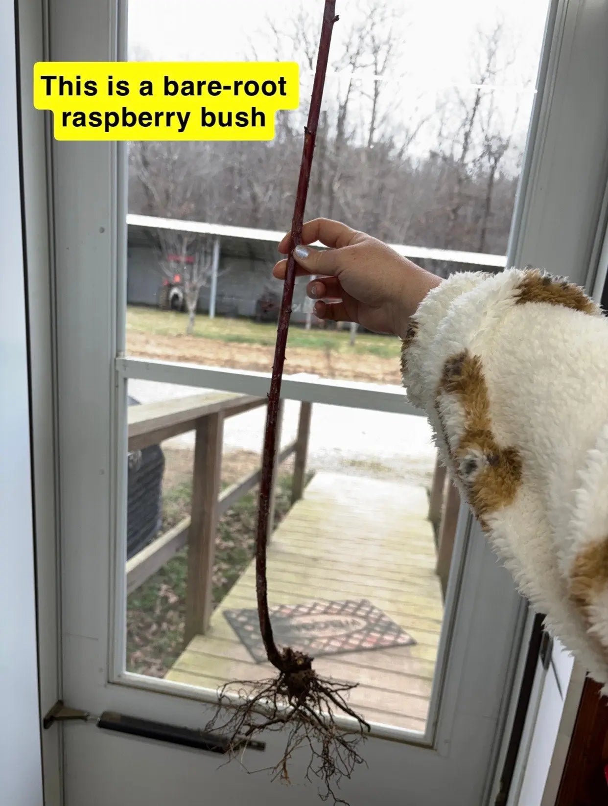 Black raspberry plant bare-root bush with reddish-brown stem and exposed roots