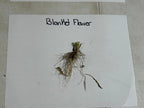 Dried blanket flower with slender stems and fine roots product view