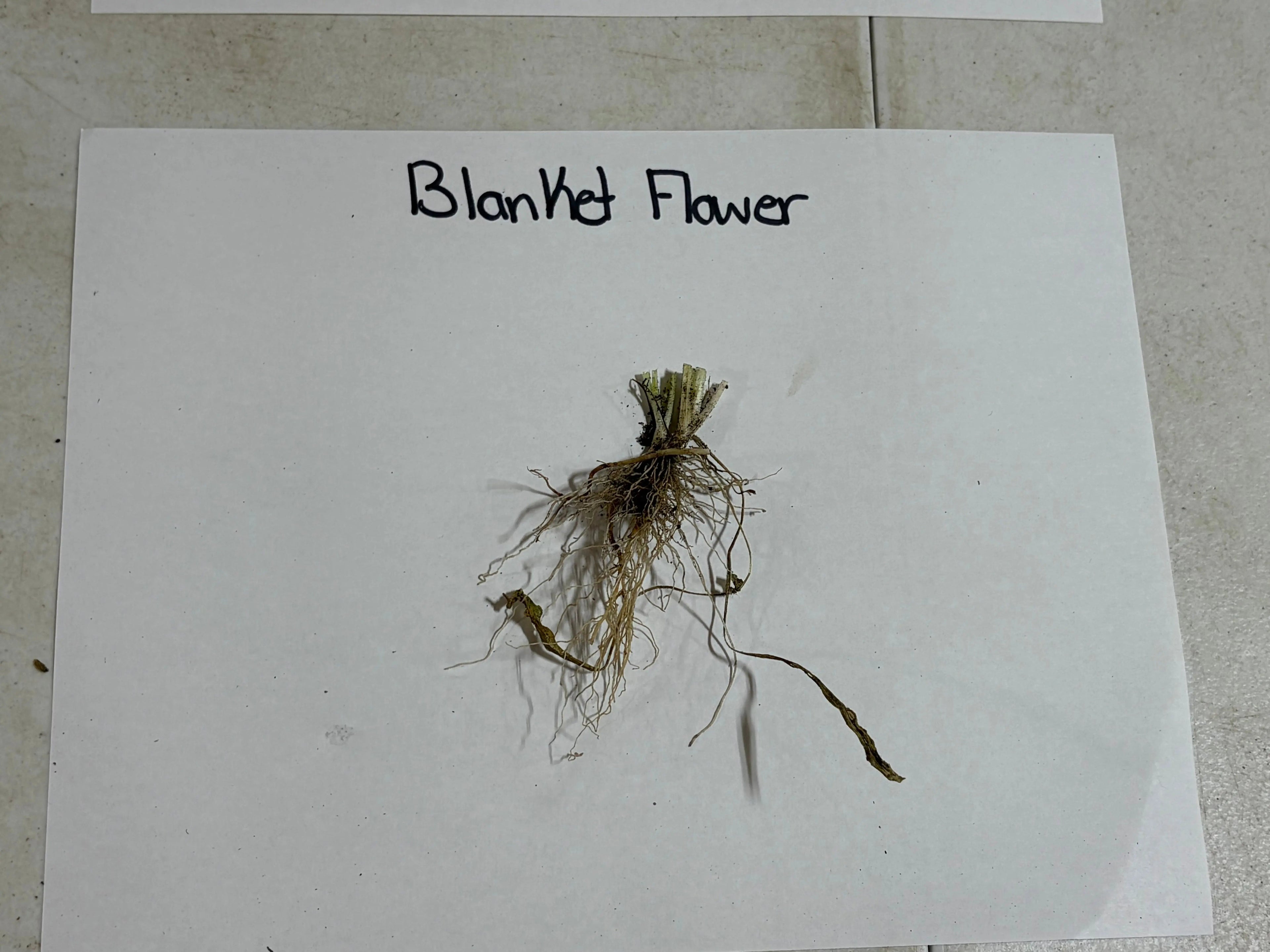 Dried blanket flower with slender stems and fine roots product view