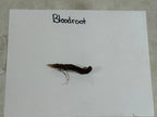 Dark brown elongated Blood Root Plant root with tapered end and fine roots