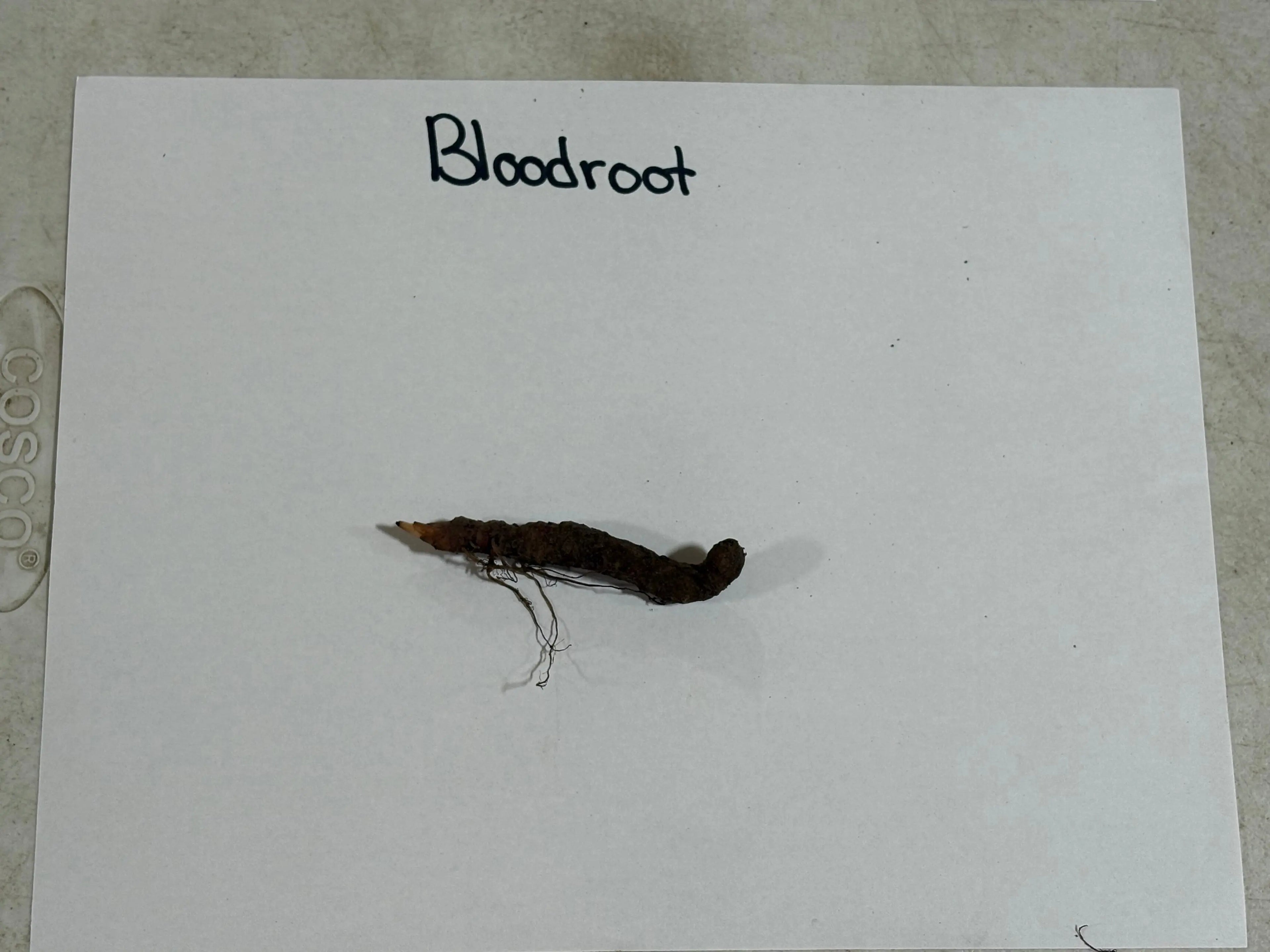Dark brown elongated Blood Root Plant root with tapered end and fine roots