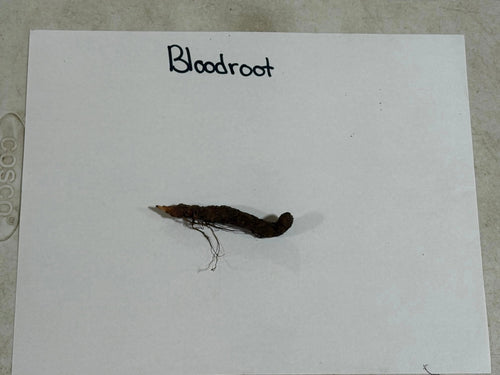 Dark brown elongated Blood Root Plant root with tapered end and fine roots