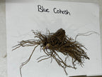 Dried blue cohosh root with thin brownish roots from bulbous base