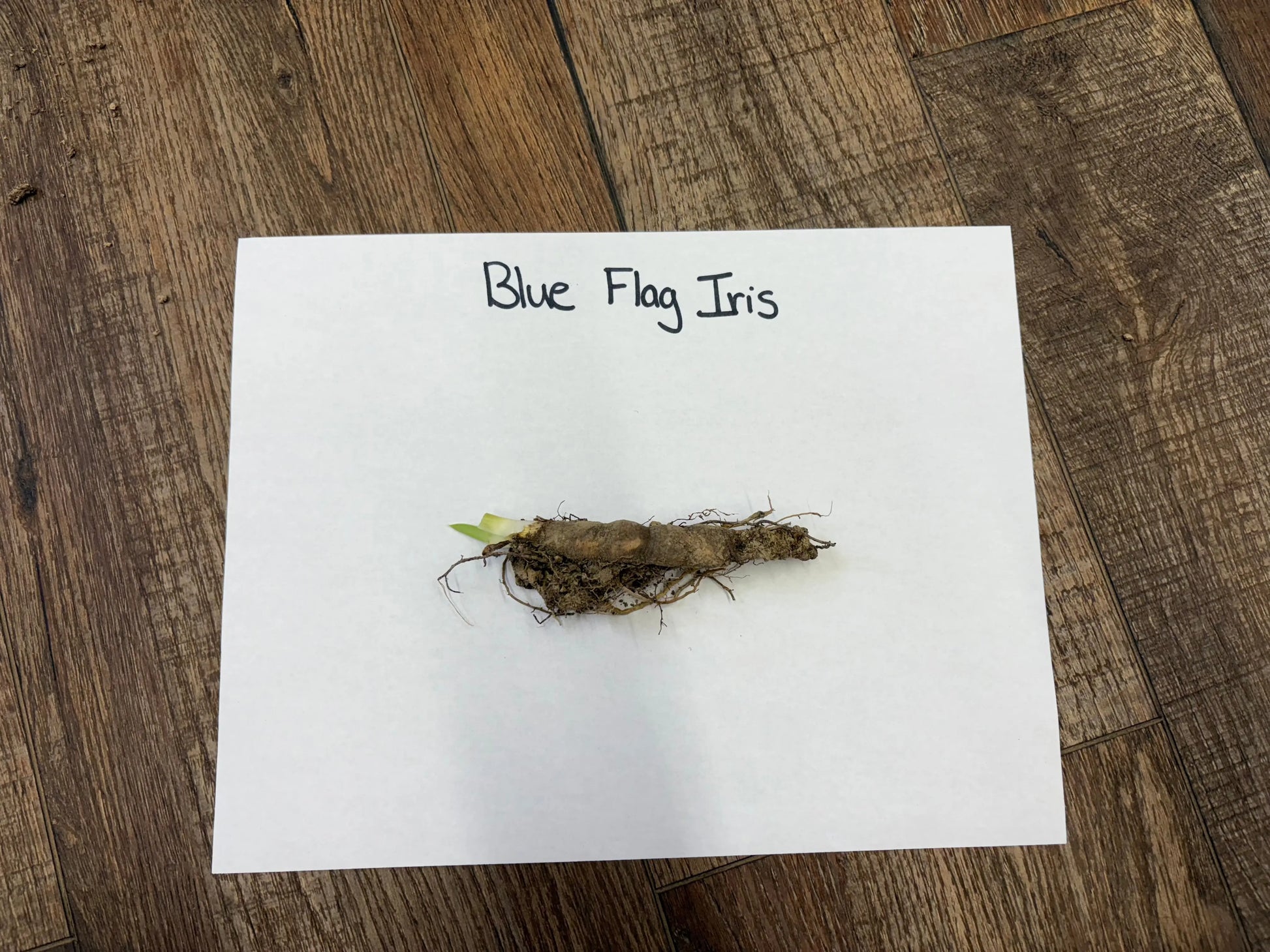 Blue flag iris dried root with green shoot from fibrous base