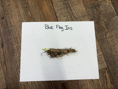 Blue flag iris dried root with green shoot from fibrous base