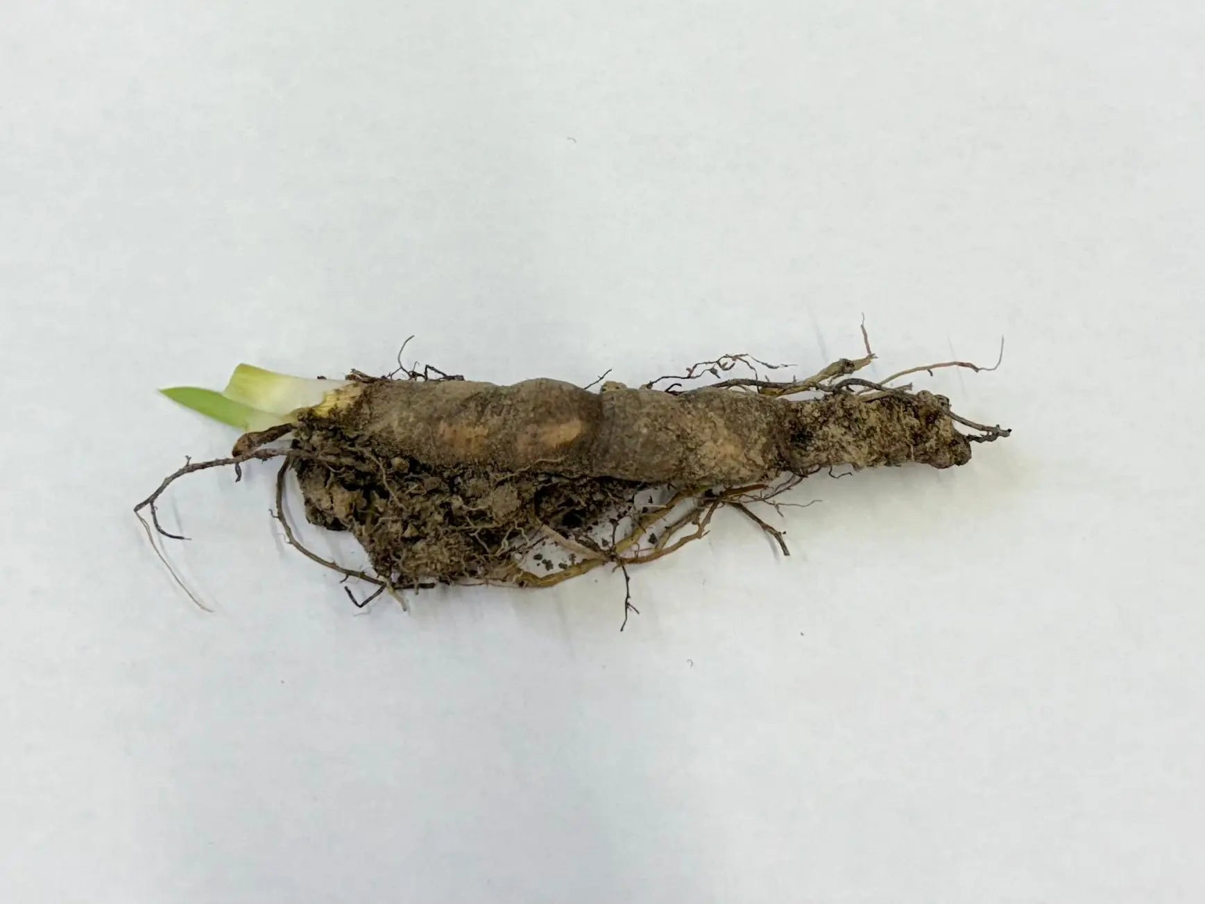 Fresh Bearded Iris Plant root with green sprout, earthy brown rhizome