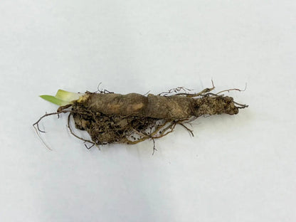 Fresh Bearded Iris Plant root with green sprout, earthy brown rhizome