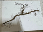 Bracken Fern dried brachionidium with brown woody stem and dark green fronds