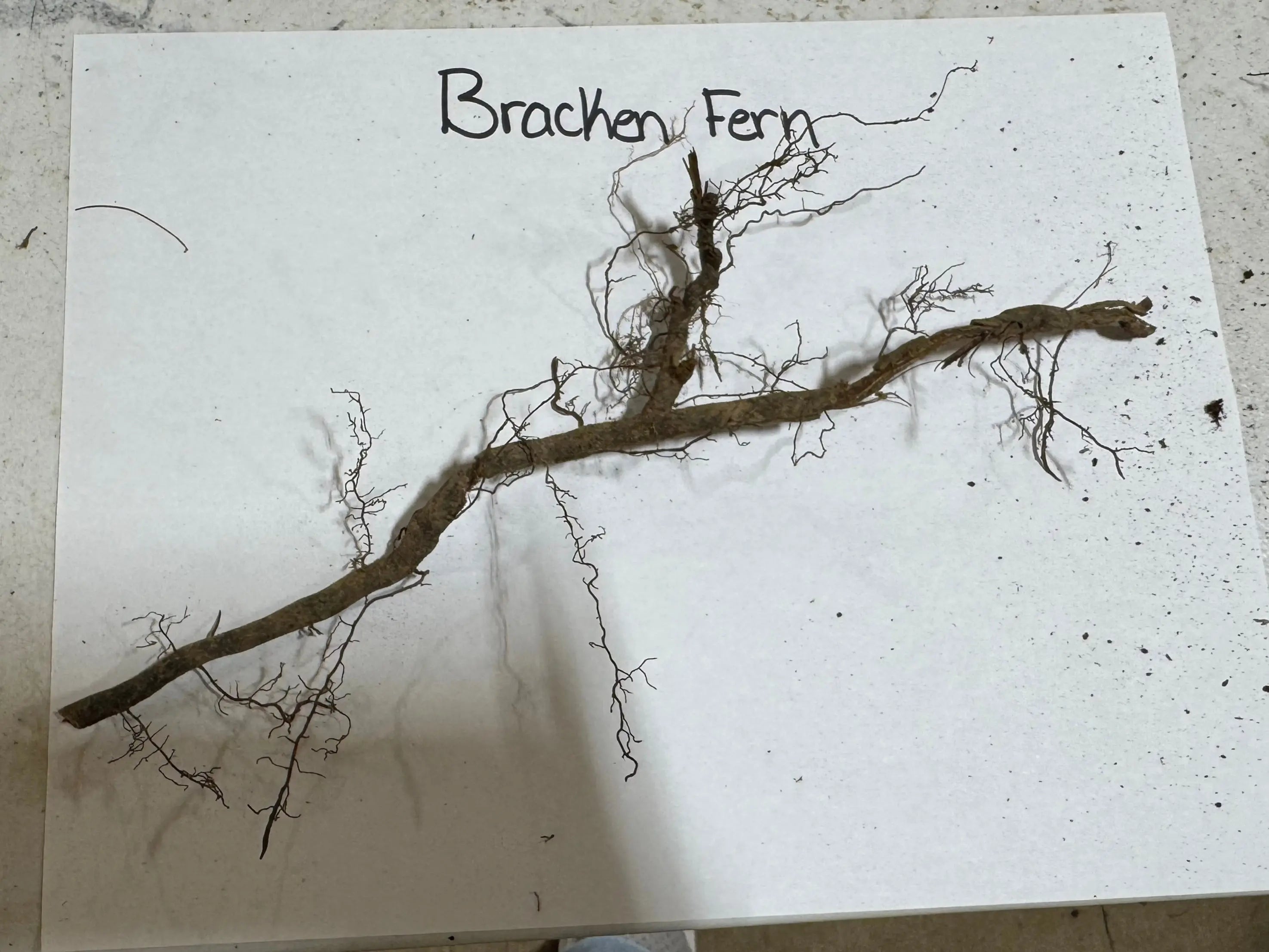 Bracken Fern dried brachionidium with brown woody stem and dark green fronds