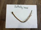 Dried brownish-orange butterfly weed root with curved stem and branches