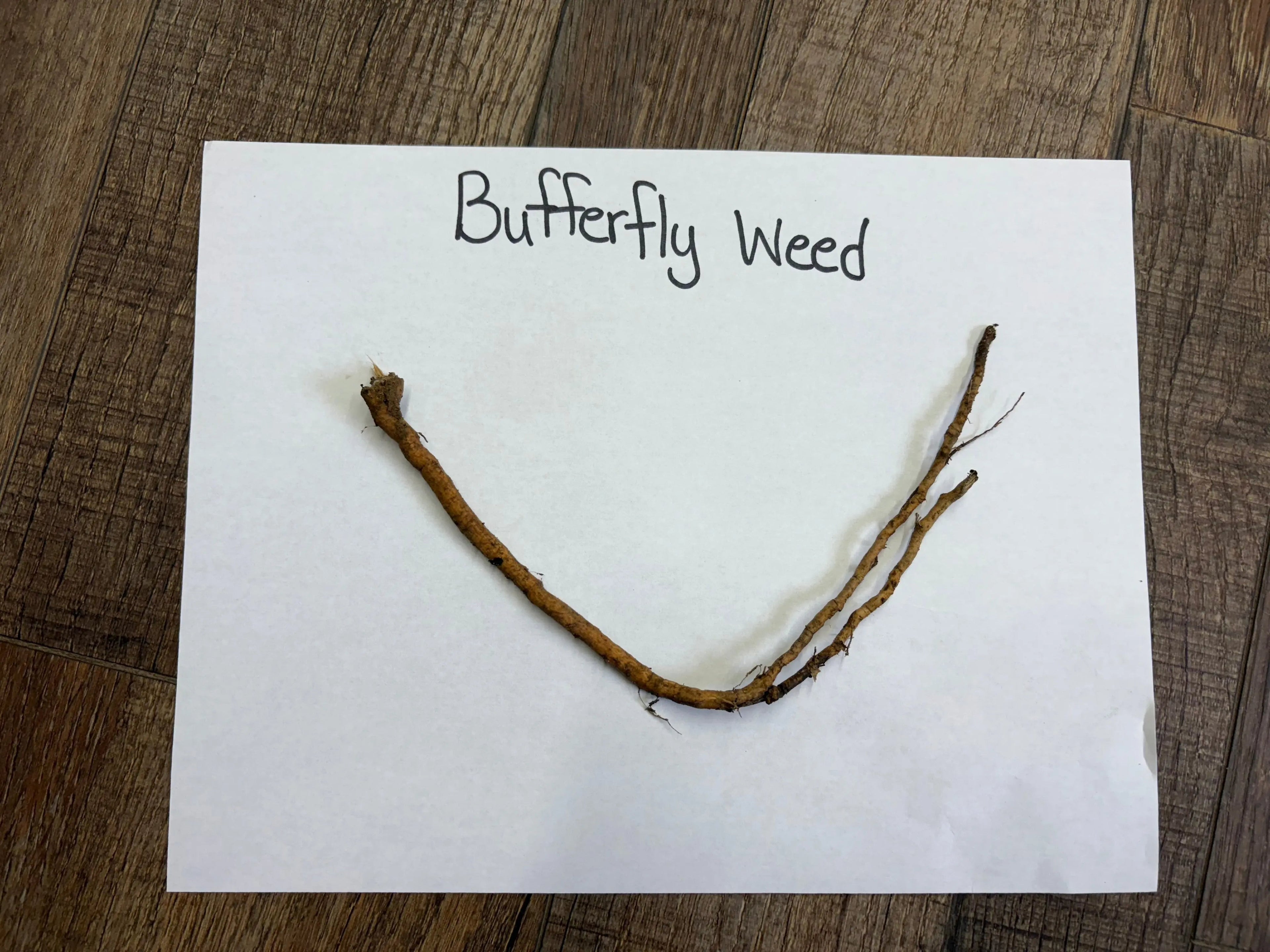 Dried brownish-orange butterfly weed root with curved stem and branches