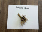 Red Cardinal Flower dried stem with light brown fibrous roots at greenish base