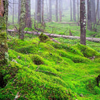 Vibrant emerald-green Carpet Moss blankets lush forest floor between tree trunks