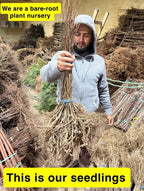 Chestnut Oak bare-root seedlings bundle with earthy roots and green stems