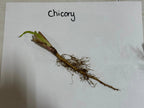 Fresh chicory root with slender brownish-yellow taproot and fibrous roots for Chicory Plant