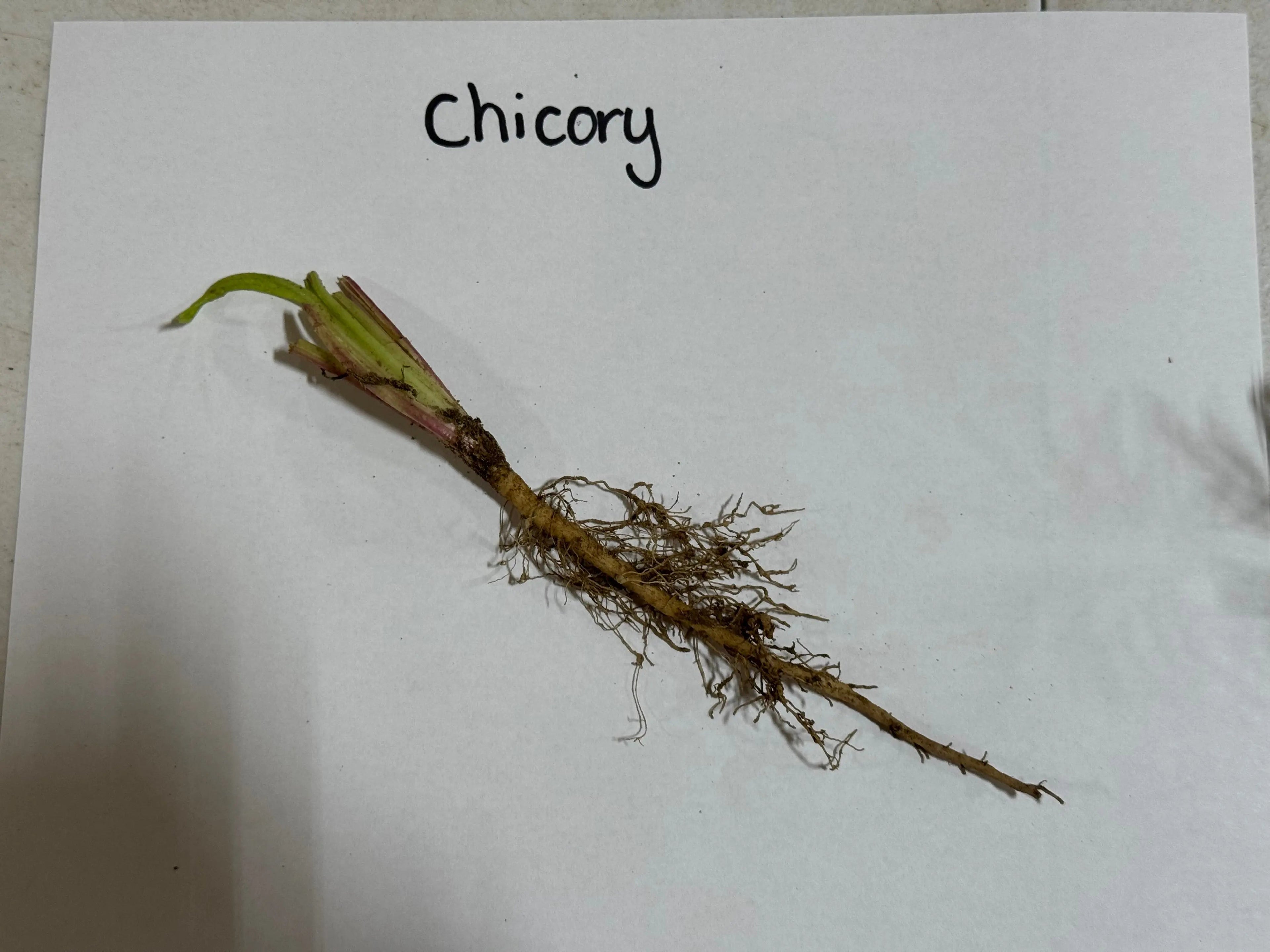 Fresh chicory root with slender brownish-yellow taproot and fibrous roots for Chicory Plant