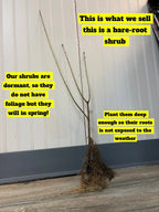 Bare-root Pink Weigela shrub with slender branches and tangled roots