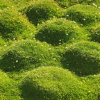 Lush Cushion Moss with vibrant green mounds, white flowers and yellow buds