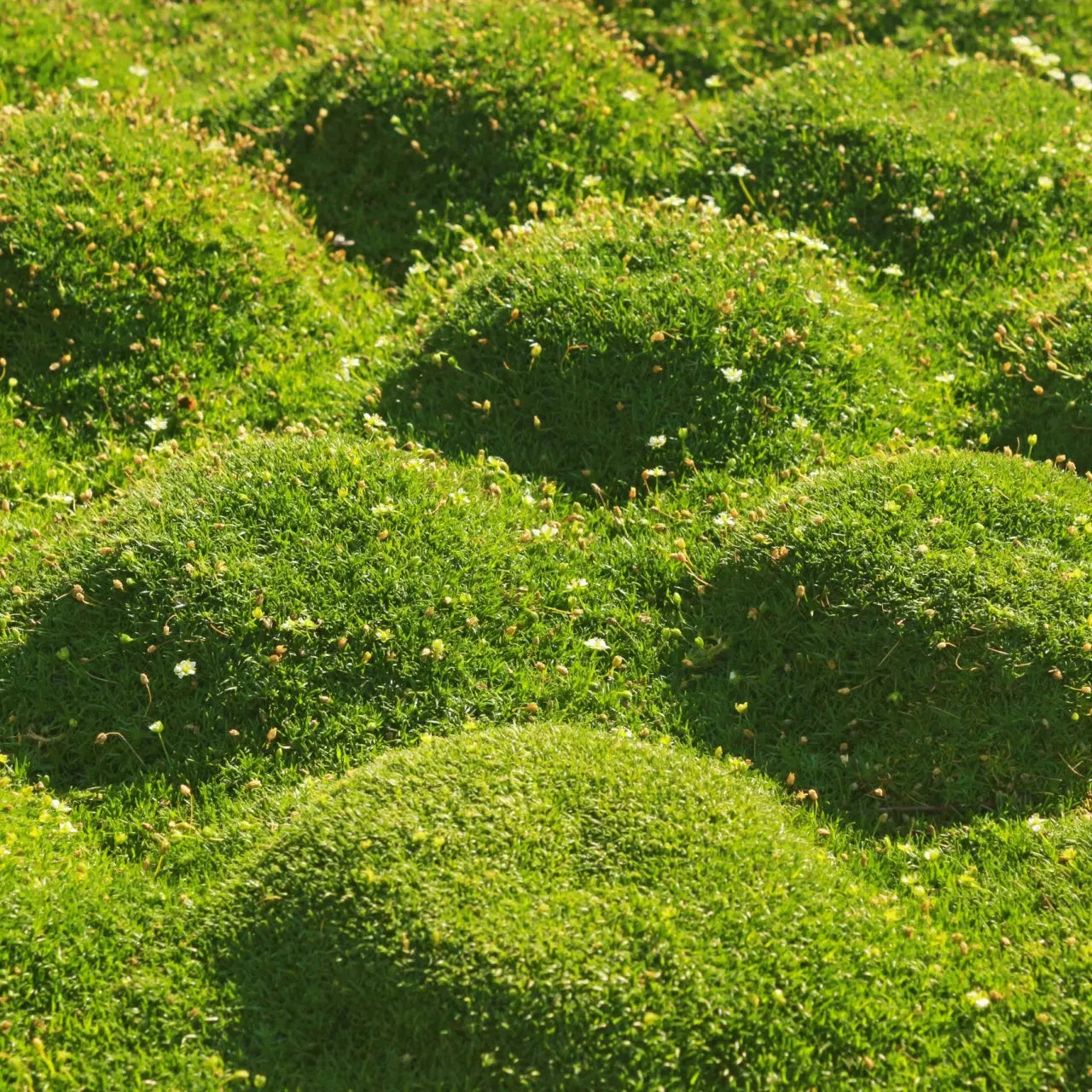Lush Cushion Moss with vibrant green mounds, white flowers and yellow buds