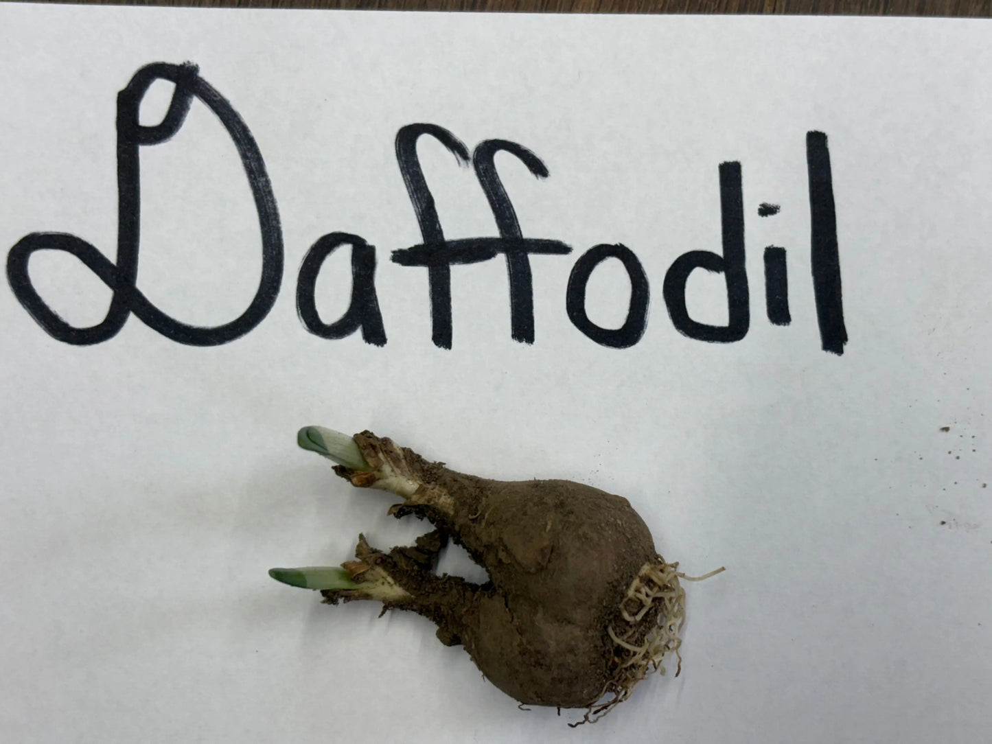 Brown Narcissus daffodil bulb with green shoots and roots