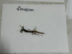 Dried dandelion plant with brown stem, tangled roots, and seed head remnants