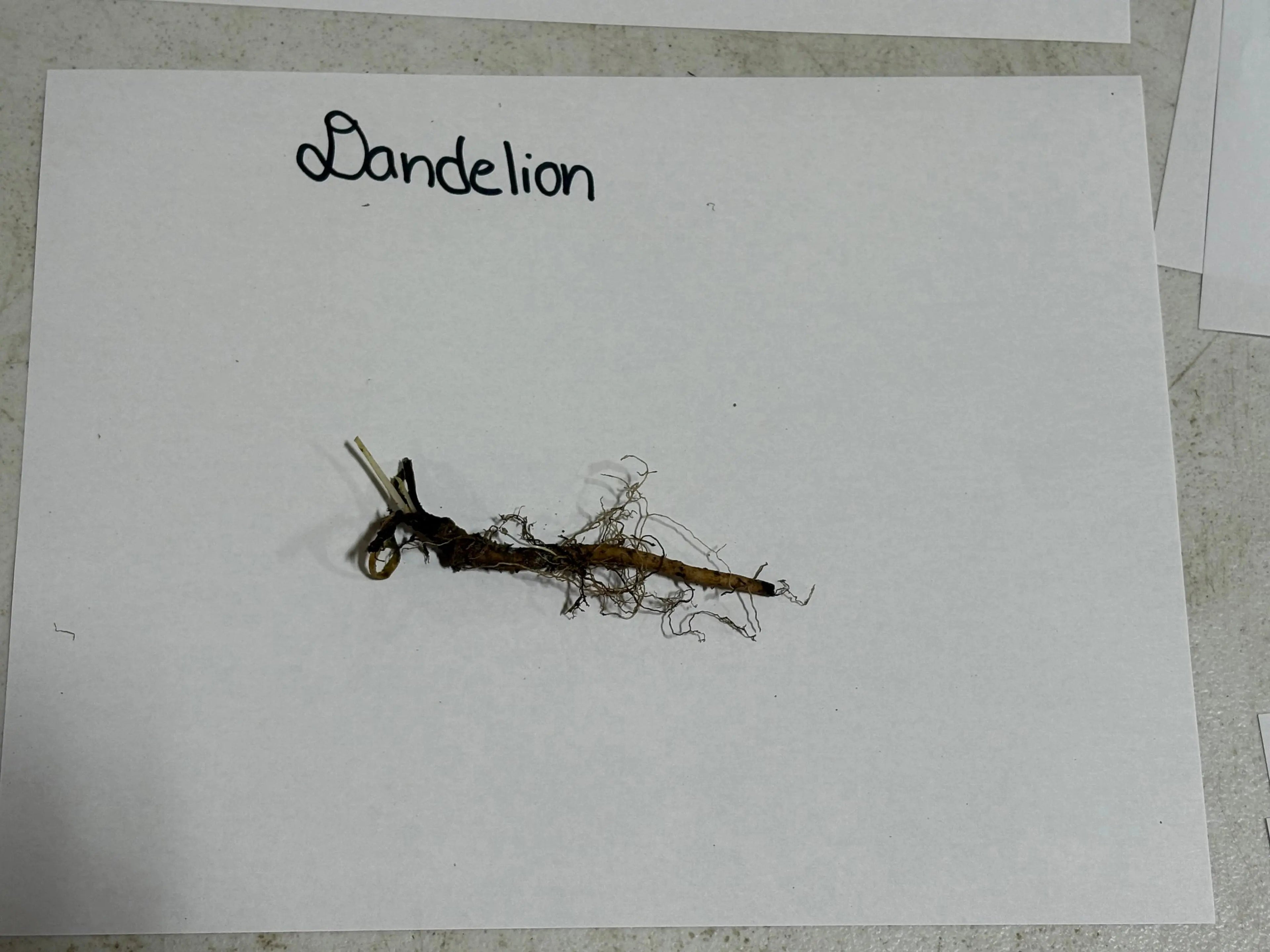 Dried dandelion plant with brown stem, tangled roots, and seed head remnants