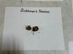 Two dried earthy-brown Dutchman Breeches with roots and soil