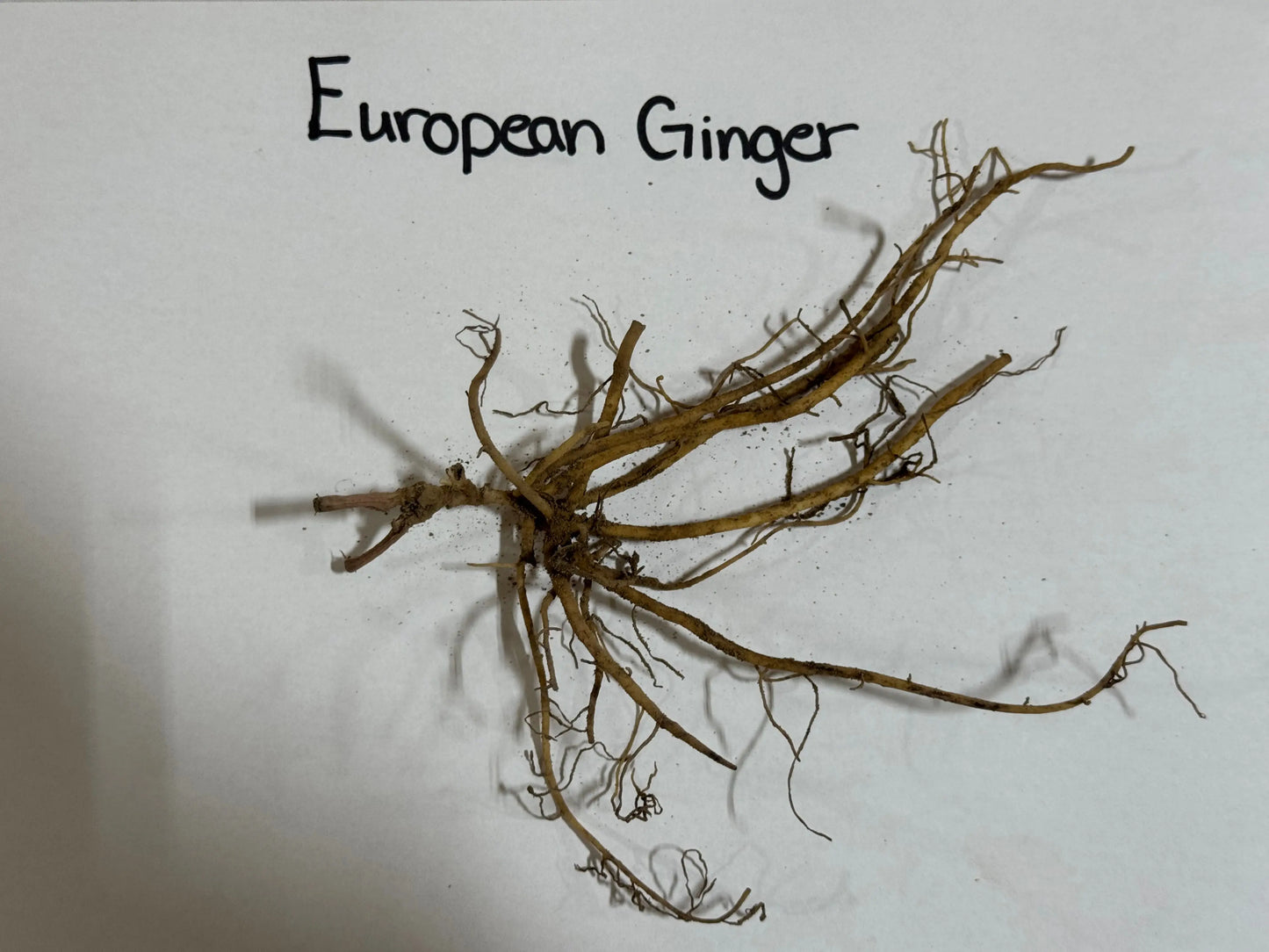 Dried branching European ginger root with light brown fibrous texture