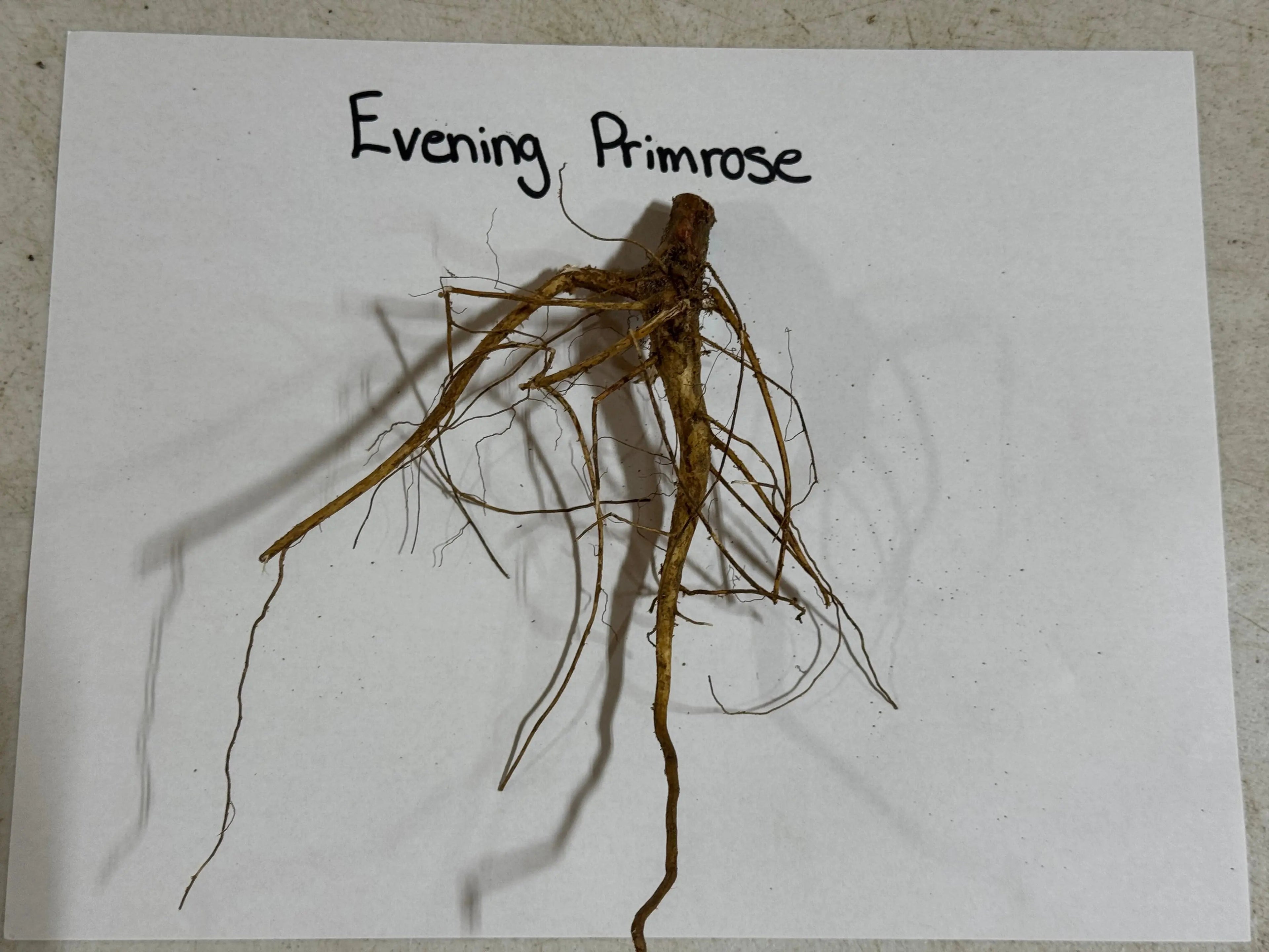 Dried evening primrose plant with brown fibrous roots on white paper