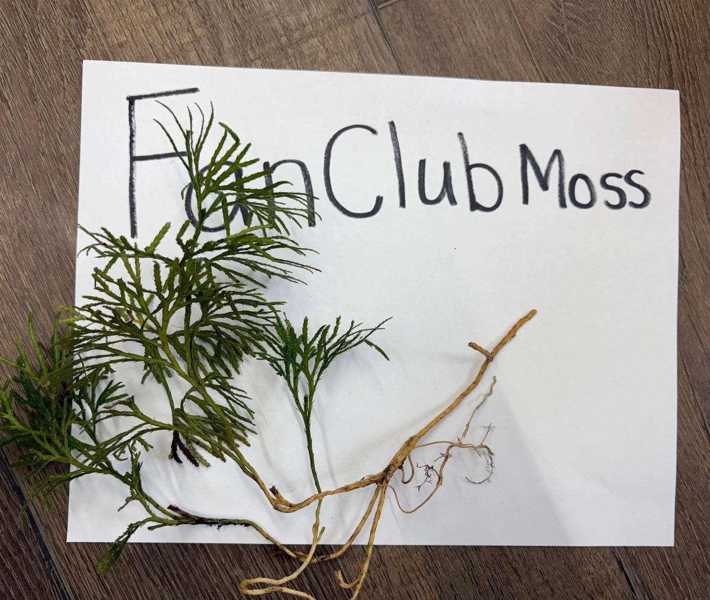 Fresh green Fan Clubmoss with feathery fronds and slender brown roots