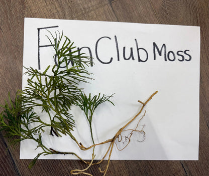 Fresh green Fan Clubmoss with feathery fronds and slender brown roots