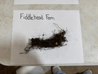 Fresh fiddlehead fern with dark brown tangled roots and clinging soil