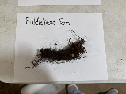 Fresh fiddlehead fern with dark brown tangled roots and clinging soil