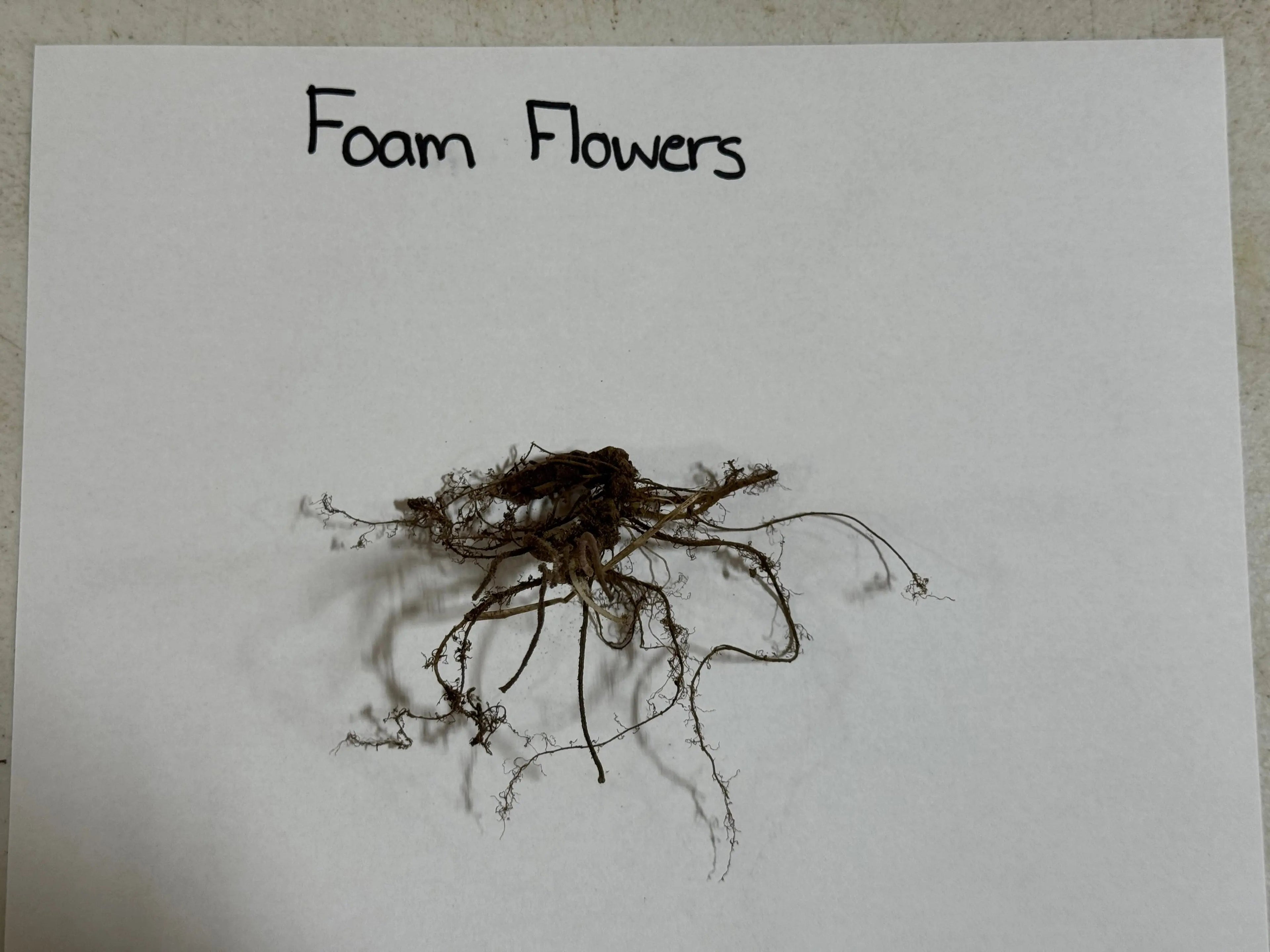 Floam Flower cluster of dark brown foam flowers with wispy tendrils