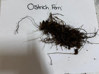 Giant Ostrich Fern roots: dark brown clump with tangled fibrous tendrils and soil