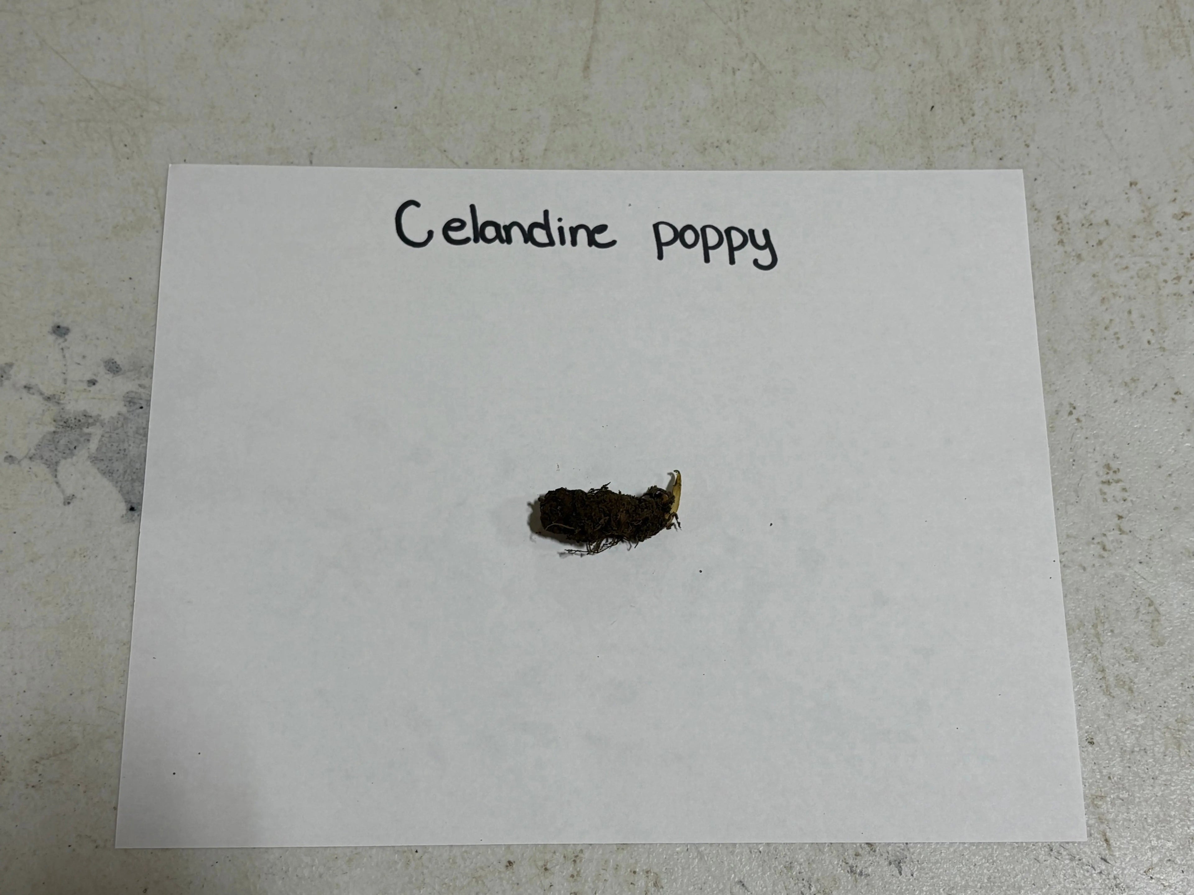 Dried dark brown celandine poppy seed pod with golden-yellow stem, Golden Poppy Plant