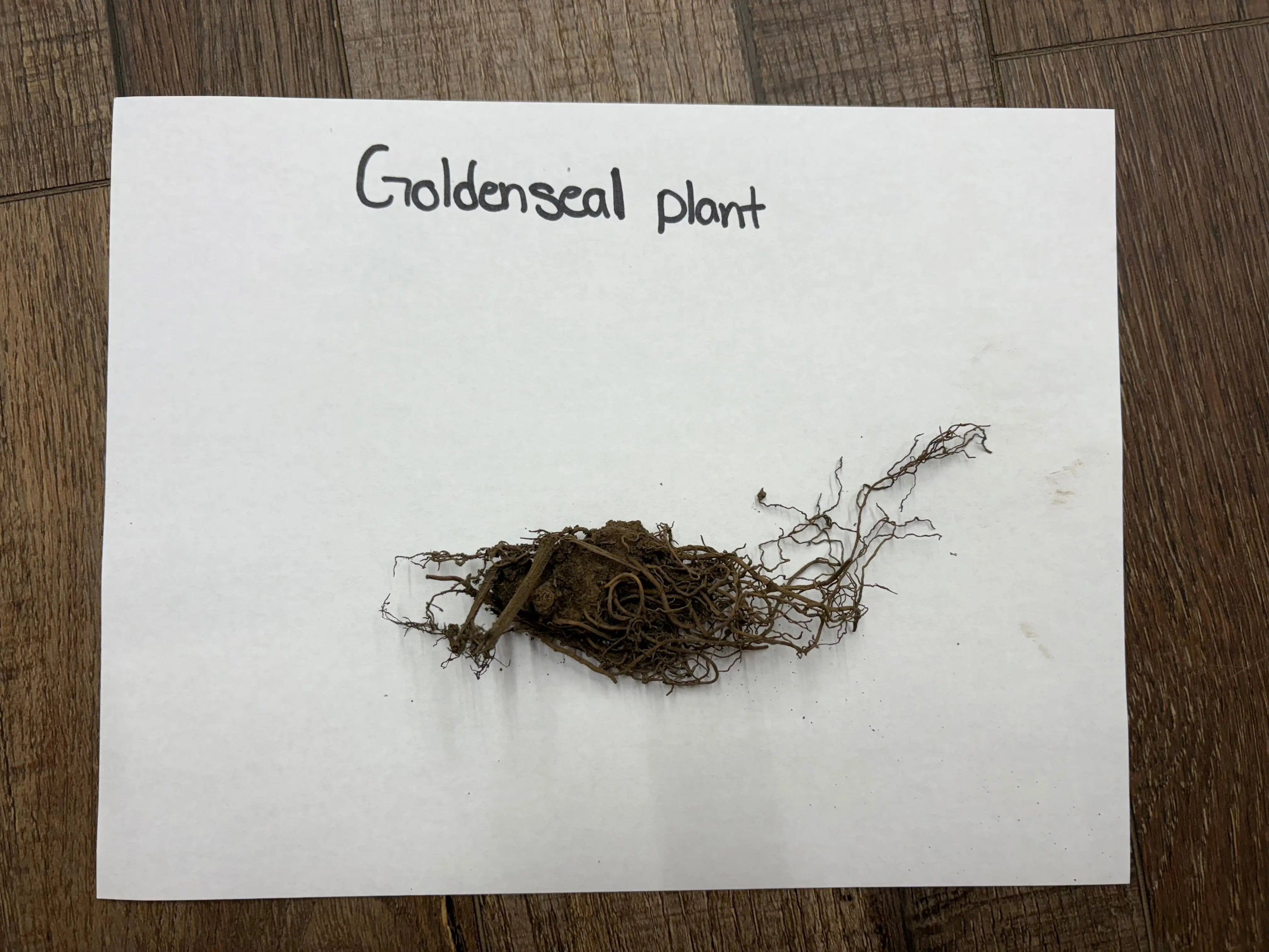 Dried golden seal plant root with tangled earthy brown fibrous texture