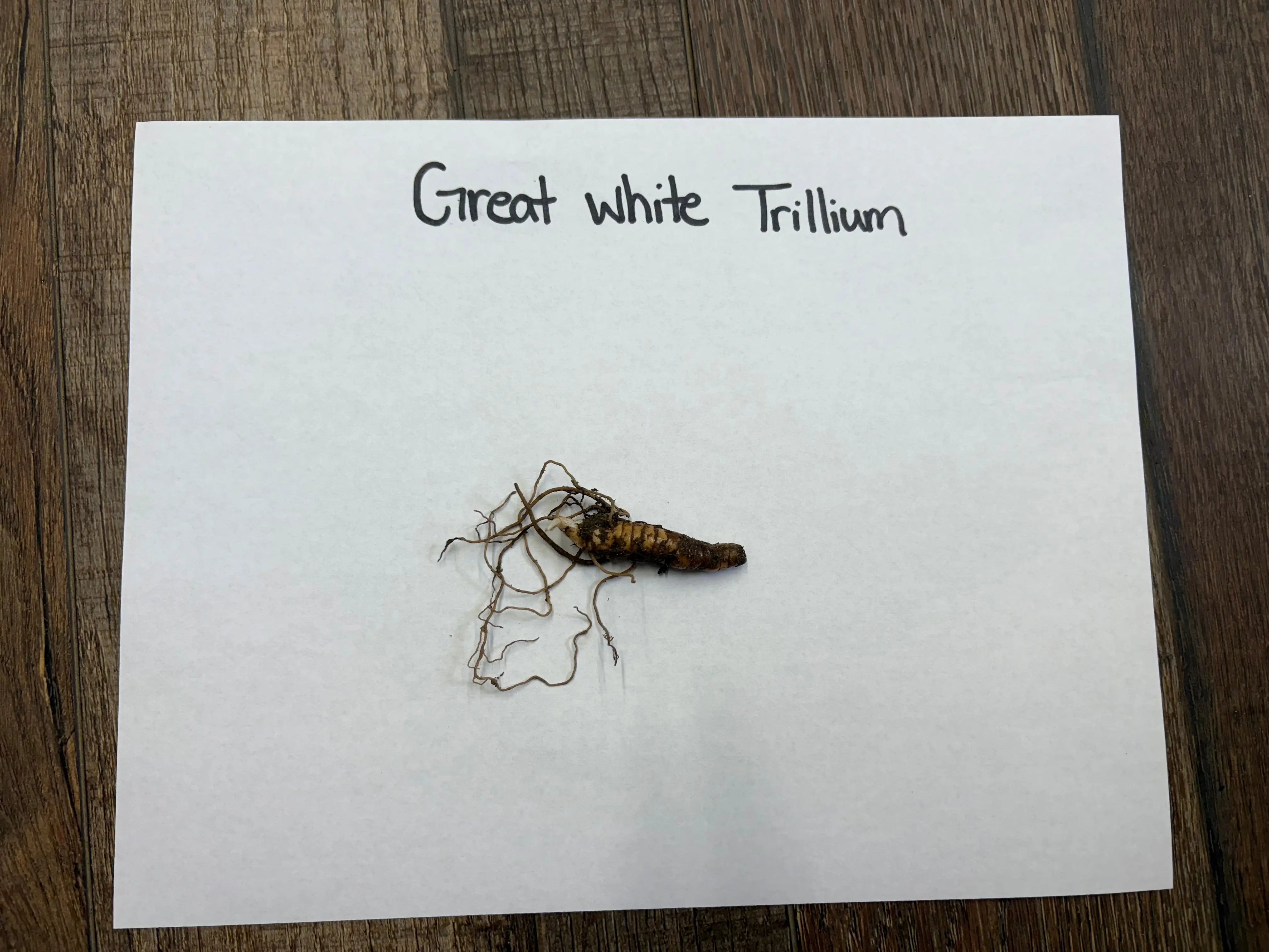 Great White Trillium dried root with brownish textured body and tangled roots