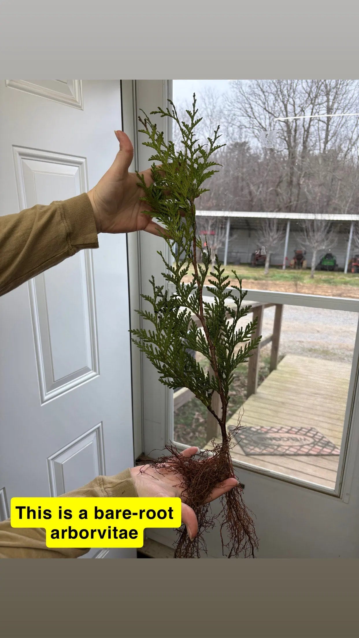 Green Giant Arborvitae tree with green needle leaves and exposed roots in hands