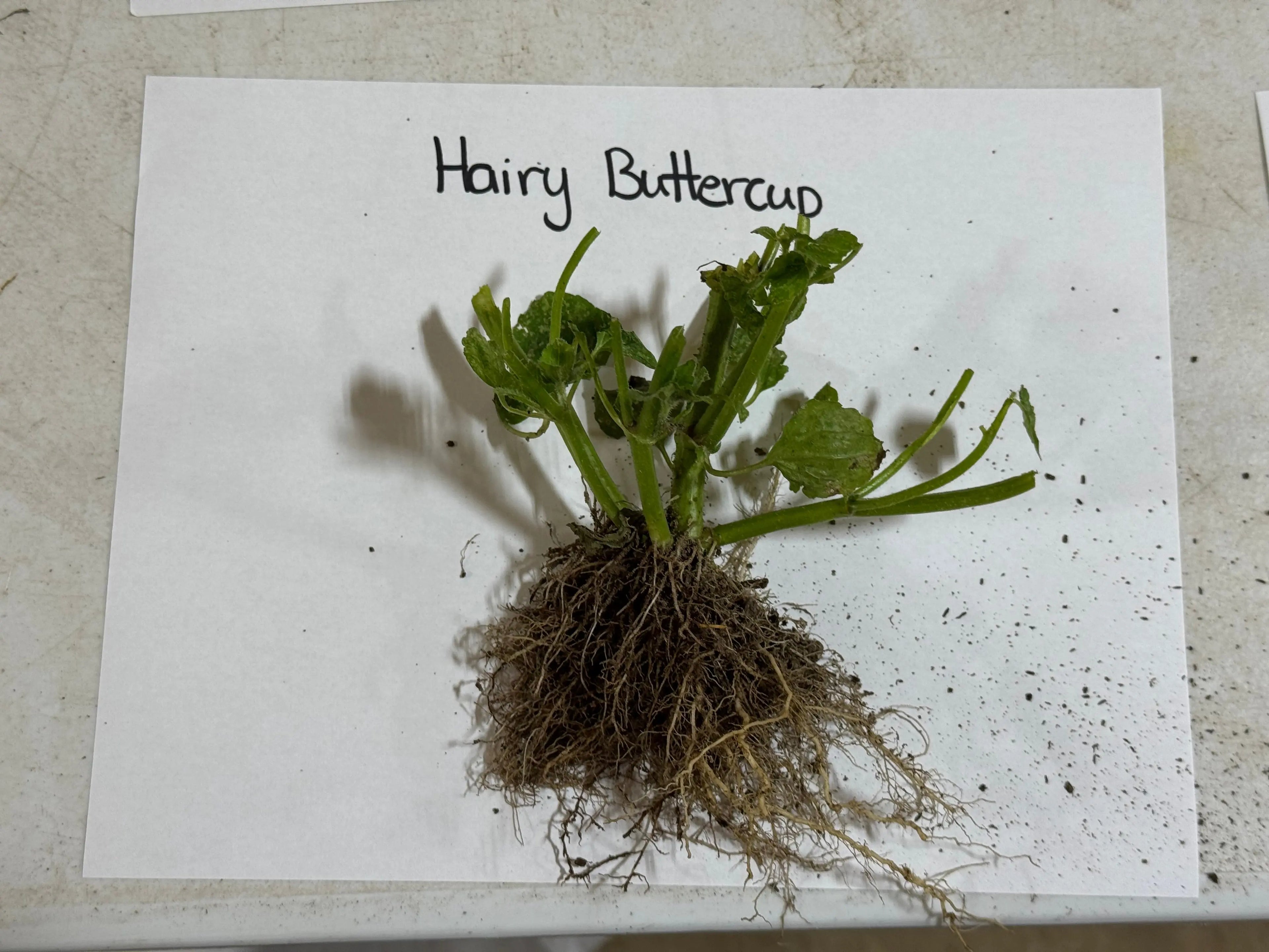 Fresh hairy buttercup plant with vibrant green leaves and dense fibrous roots