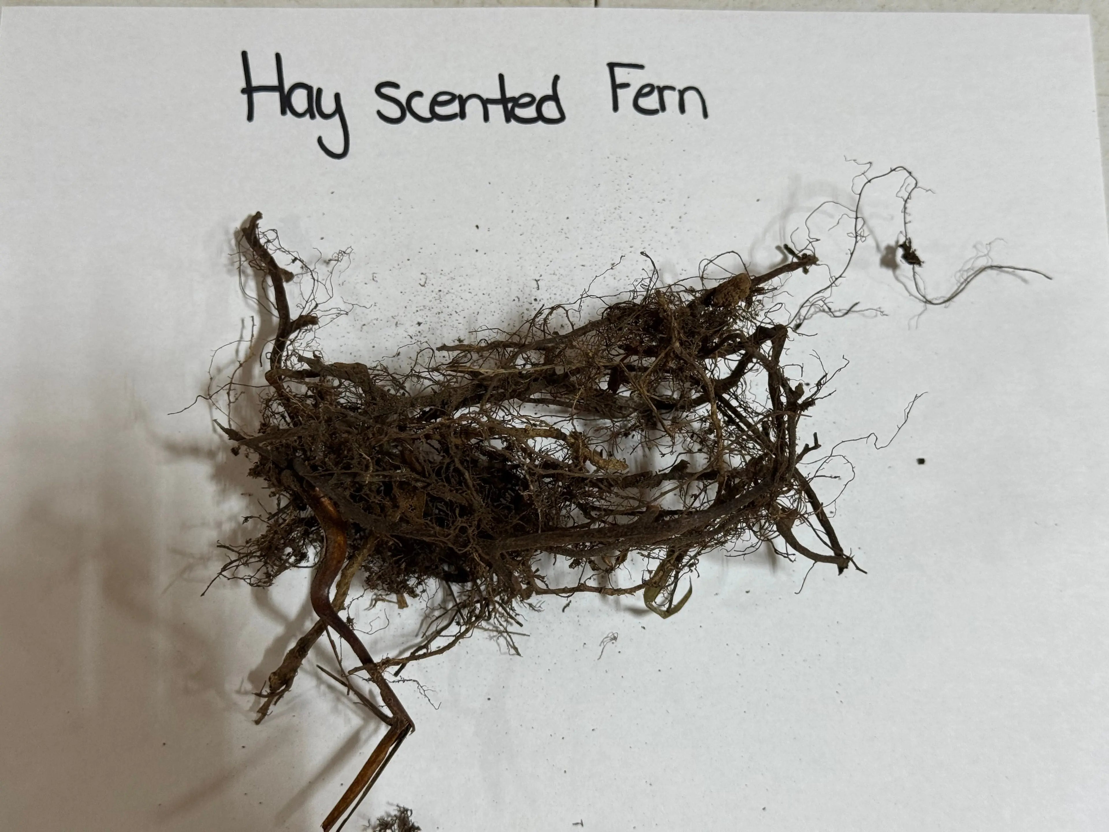 Tangled brown fibrous roots and stems of Hay Scented Fern