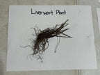 Dried brown Hepatica liverwort with delicate thread-like fronds and tangled roots
