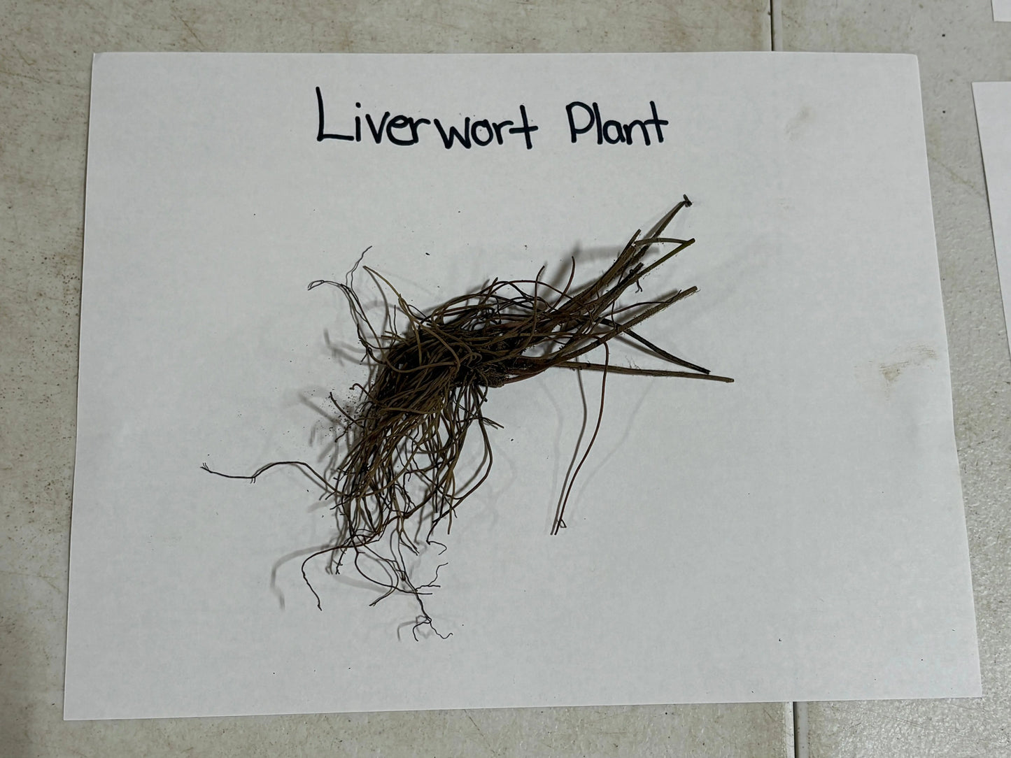 Dried brown Hepatica liverwort with delicate thread-like fronds and tangled roots