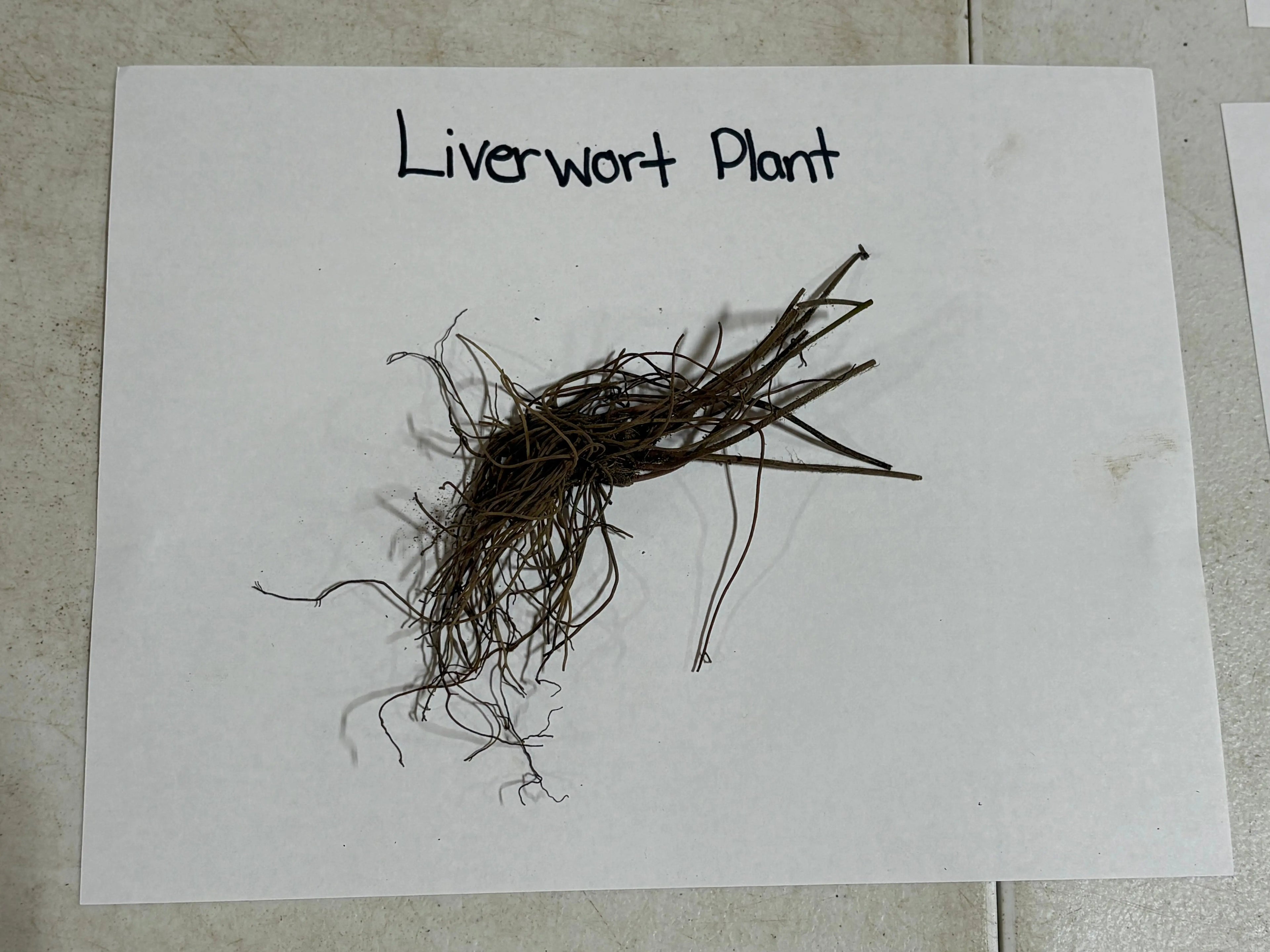 Dried brown Hepatica liverwort with delicate thread-like fronds and tangled roots