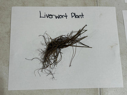 Dried brown Hepatica liverwort with delicate thread-like fronds and tangled roots