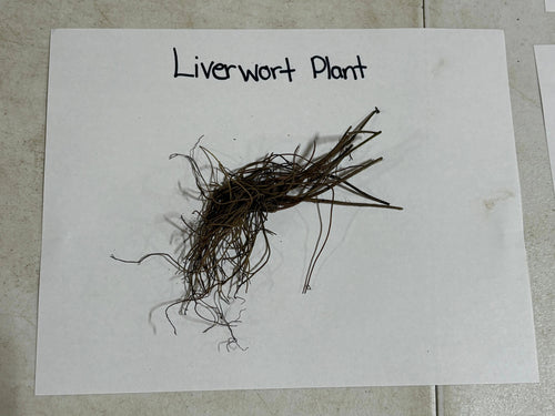 Dried brown Hepatica liverwort with delicate thread-like fronds and tangled roots